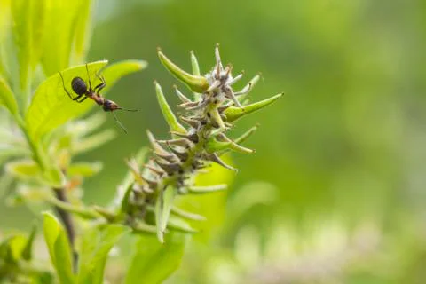Ants - Curiosity Stock Photos