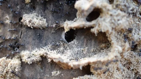 Ants on decomposing wood Stock Footage 76963369