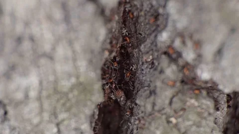 Ants deep inside a tree bark Stock Footage 105677998