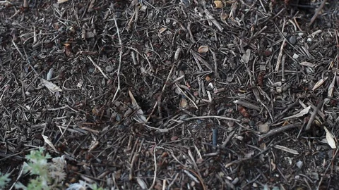 Ants defending their anthill Stock Footage 130052362