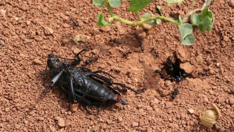 Ants in desert devouring large beetle close up Stock Footage 235067975