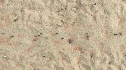 Ants in desert field, close up view Stock Footage 117426106