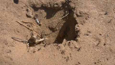 Ants in the desert Stock Footage 126945957