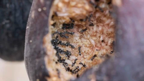 Ants devouring a fig Stock Footage 112940523