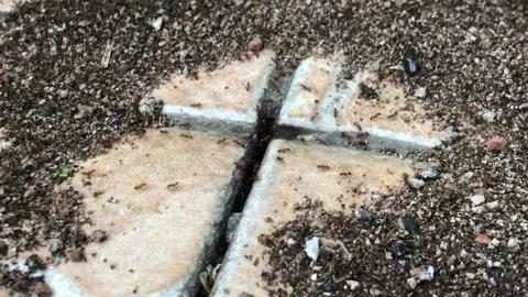 Ants digging in the ground closeup view Stock Footage 272755928