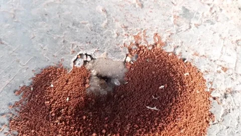 Ants digging holes in the ground Stock Footage 285913222