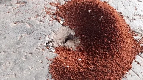 Ants digging holes in the ground Stock Footage 285913243