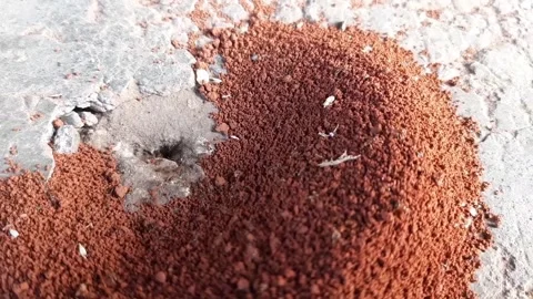 Ants digging holes in the ground Stock Footage 285913257