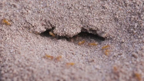 Ants Digging in Sand for Home Stock Footage 83797922