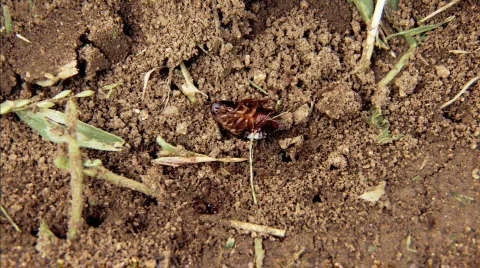 Ants in dirt 12 Stock Footage 283282