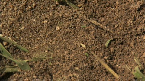 Ants in Dirt Stock Footage 285504