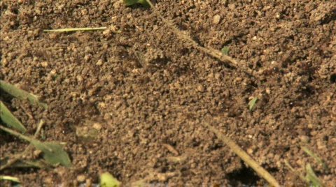 Ants in Dirt Stock Footage 286337