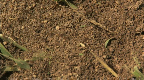 Ants in Dirt Stock Footage 286407