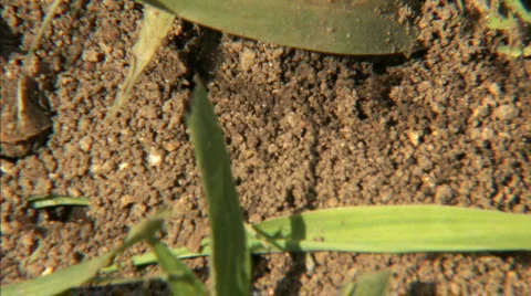 Ants in Dirt Stock Footage 286464