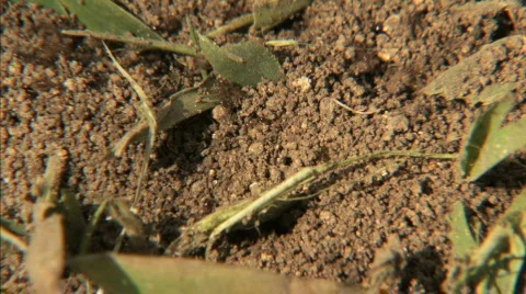 Ants in Dirt Stock Footage 286483