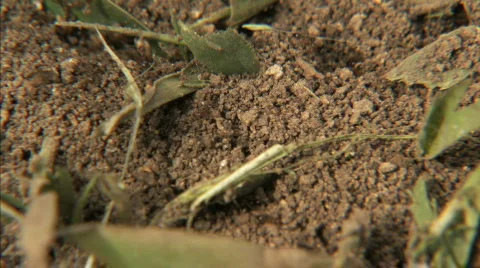 Ants in Dirt Stock Footage 286565