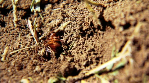 Ants in Dirt Stock Footage 286588