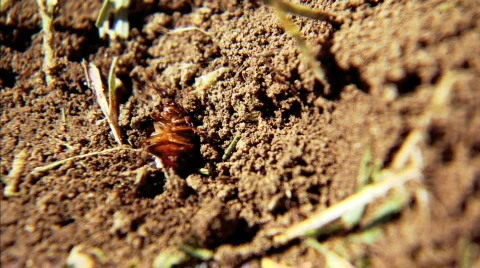 Ants in Dirt Video stock 286603