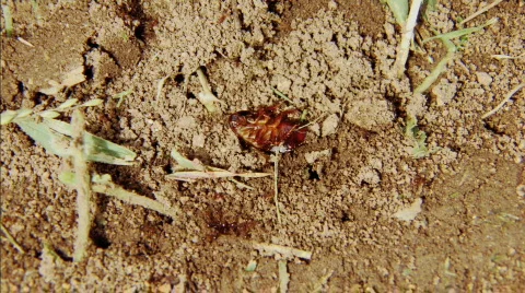 Ants in Dirt Stock Footage 286632