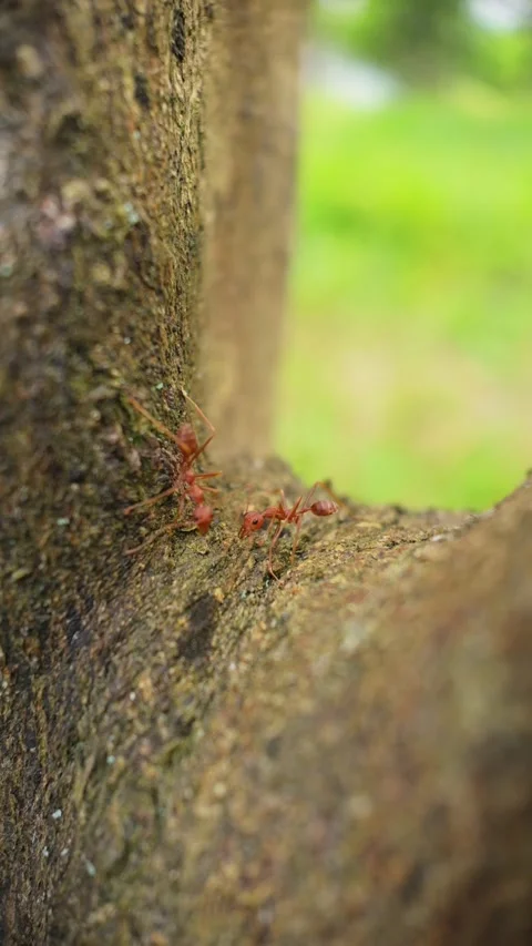 Ants displaying unusual behavior on orange tree bark, macro slow motion Video stock 307375623