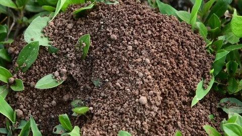 Ants doing underground nests-DSC 0774 Stock Footage 129859592