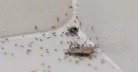 Ants drag a fly into an anthill, 4k, 60fps Stock Footage 255626555