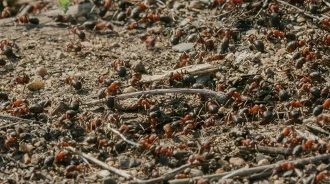 Ants dragged branch Stock Footage 52315173