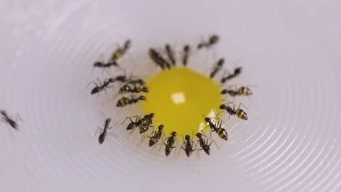 Ants Drining Yellow Liquid Stock Footage 123318948
