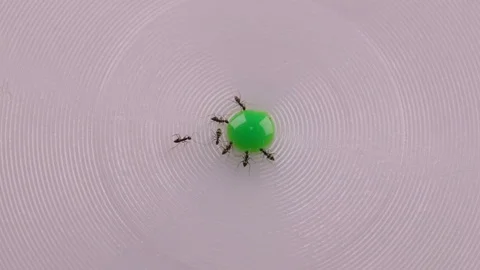 Ants Drinking Green Colored Water Stock Footage 123087978