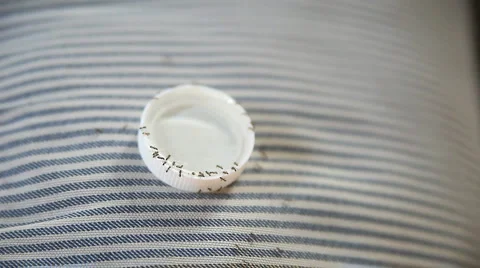 Ants drinking poison Stock Footage 951056