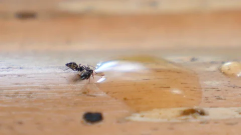 Ants Drinking Water. Closeup. Stock Footage 99788834