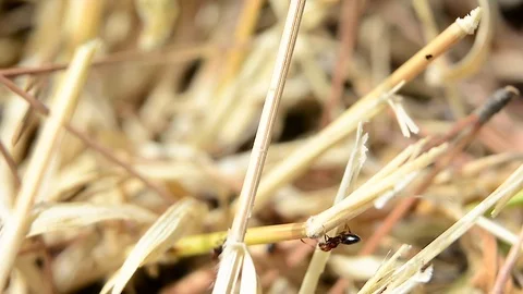 Ants in the dry grass, macro Stock Footage 76464094