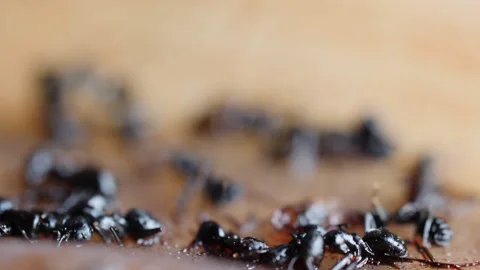 Ants Dying After Using Chemical Pest Control Repellent 3 Stock Footage 241148255