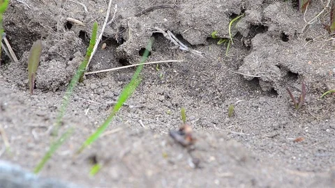 Ants earthen run Stock Footage 85096230