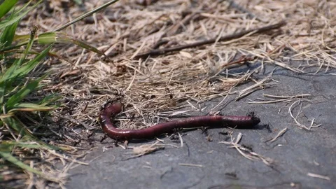 Ants &amp; earthworm body Stock Footage 83473719