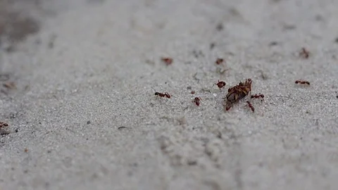 Ants Eat Beetle Close Up Stock Footage 69754013