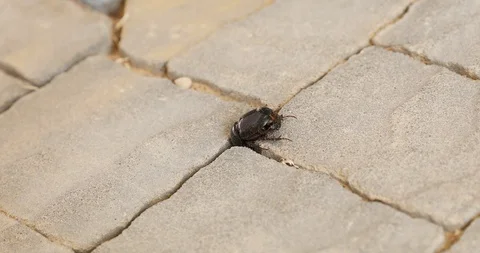 Ants eat beetle 스톡 동영상 96334238
