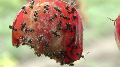 Ants eat berries Stock Footage 11216343