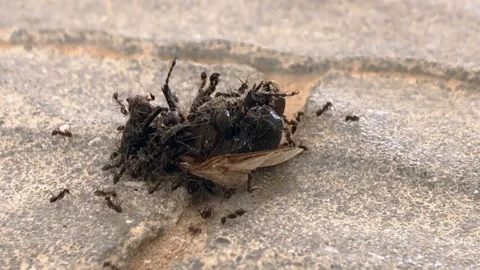 Ants eat dead beetle Stock Footage 90964654