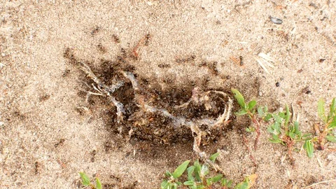 Ants eat dead frog 스톡 동영상 92325913