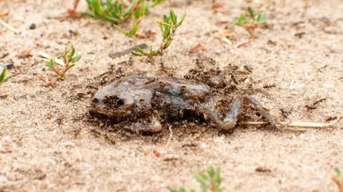 Ants eat dead frog 스톡 동영상 92326629