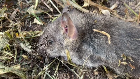 Ants eat a dead mouse. Stock Footage 262748224
