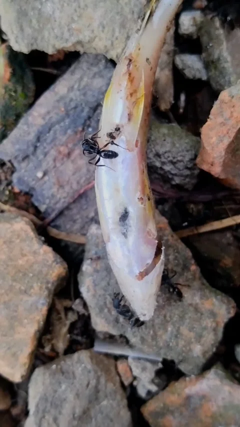 Ants Eat Dried Fish Between Rocks Stock Footage 281717397