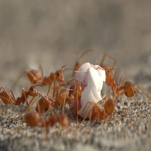 Ants eat on an egg 스톡 동영상 69592102