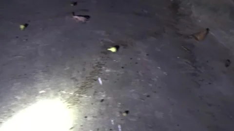 Ants eat fallen fruit Stock Footage 291381412