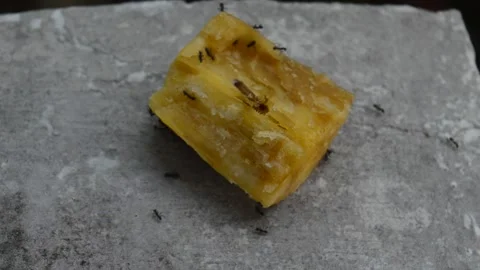 Ants eat Stock Footage 212551035