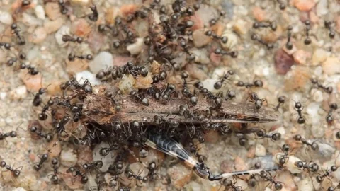 Ants eat grasshoppers. Video stock 80321197