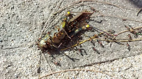 Ants eat grasshoppers 库存影片 158369546