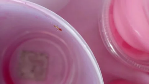 Ants eat nectar until their bottoms are red Stock Footage 260326134