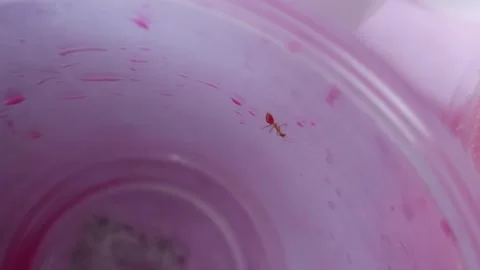 Ants eat nectar until their bottoms are pink Stock Footage 260326142